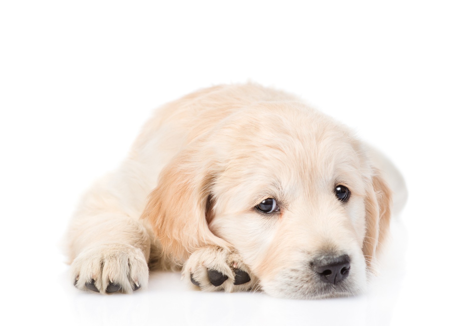 Parvovirus is your puppy protected?